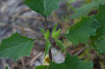 Jimsonweed